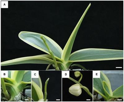 Molecular Basis Underlying Leaf Variegation of a Moth Orchid Mutant (Phalaenopsis aphrodite subsp. formosana)